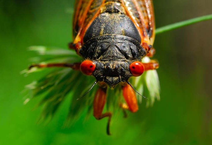 The cicada insect (Photo: shutterstock) The cicada insect (Photo: shutterstock)