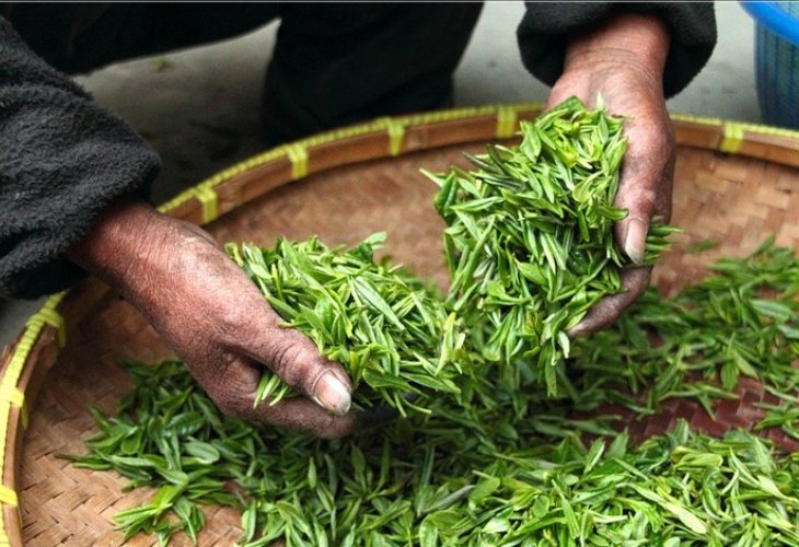 Stage in preparing green tea