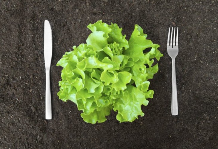 Lettuce Lettuce