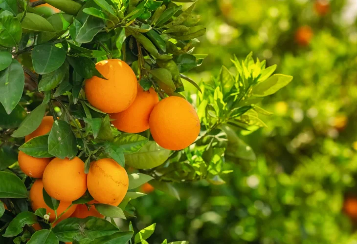 (Photo: shutterstock) (Photo: shutterstock)