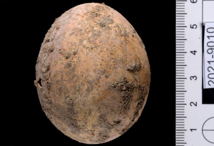 A 1,000-year-old egg. Photo: Dafna Gazit / Israel Antiquities Authority
