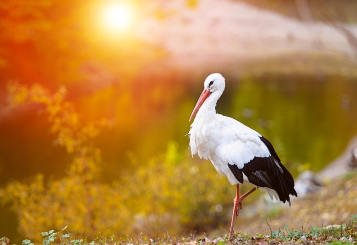 (Photo: Shutterstock)