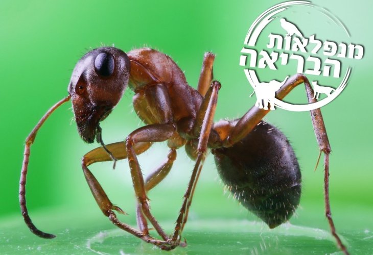 The ant (Photo: shutterstock) The ant (Photo: shutterstock)