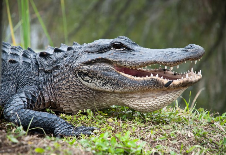 (Photo: shutterstock) (Photo: shutterstock)