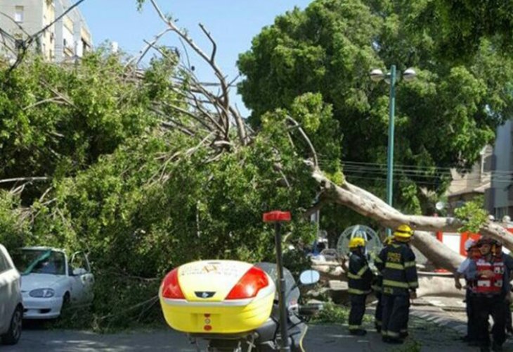 העץ שקרס בכפר סבא (צילום: דוברות מד"א)