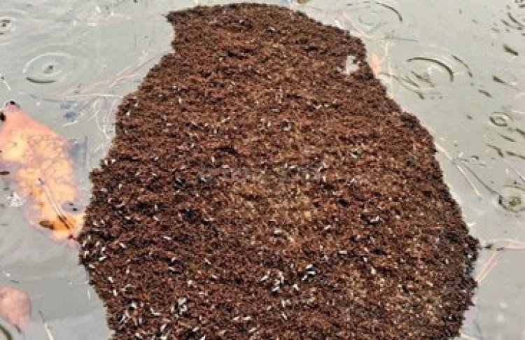 גושי הענק של הנמלים הקטלניות (צילום מסך טוויטר)