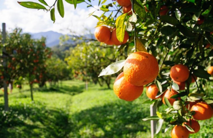 תפוזים, אחד מהמזונות שמגבירים ליחה (צילום: shutterstock)