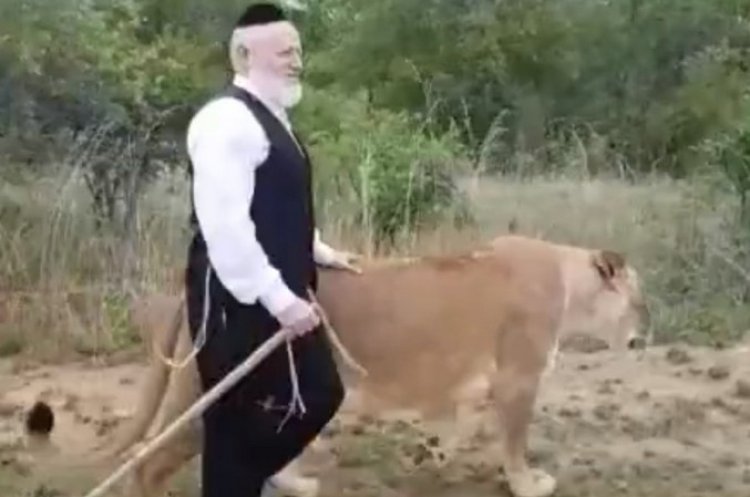 יהודה משי זהב לצד הלביאה (צילום מסך מתוך הסרטון)