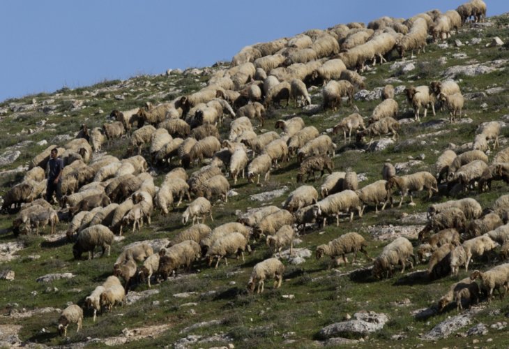 כבשים (צילום אילוסטרציה: פלאש 90)