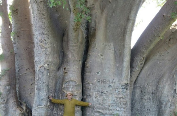 יצחק כרמלי על רקע העץ המדהים (צילום: באדיבות יצחק כרמלי)