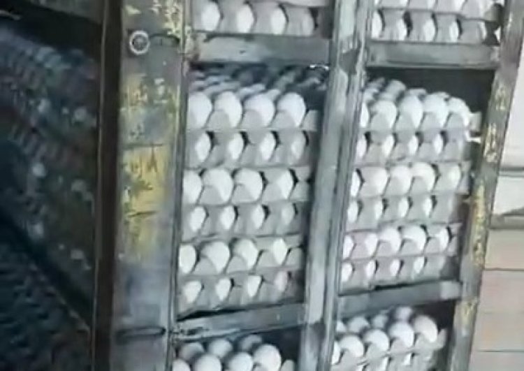 הביצים שנתפסו בכפר טמרה. דוברות המשטרה