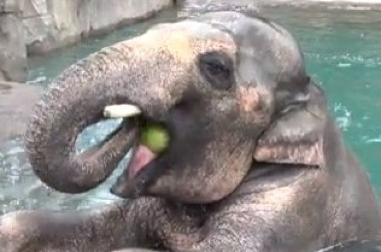 תוצאת תמונה עבור פילים אוכלים