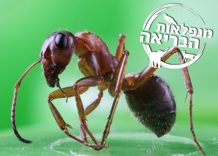 הנמלה (צילום: shutterstock)