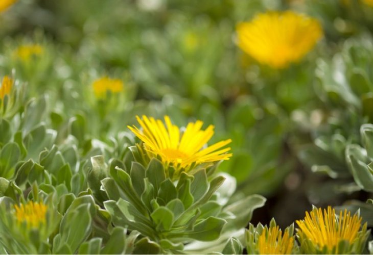 כוכב ריחני או בשמו המדעי Asteriscus graveolens 