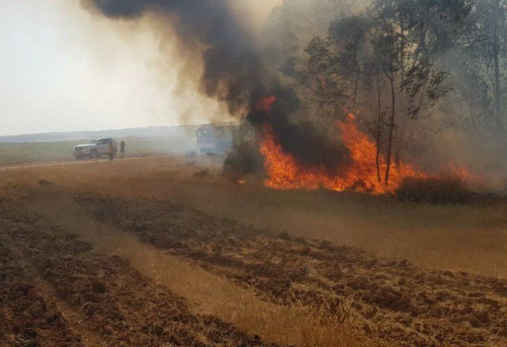 (צילום: משה ברוכי, יערן קק"ל)