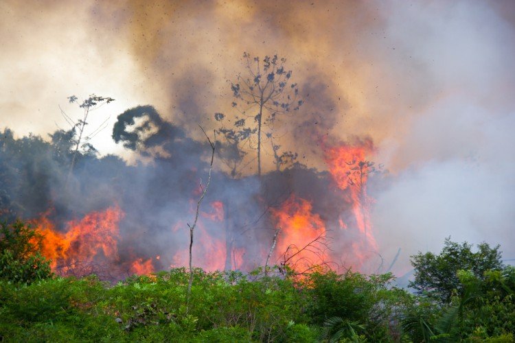 שריפה באמזונס (צילום: שאטרסטוק)