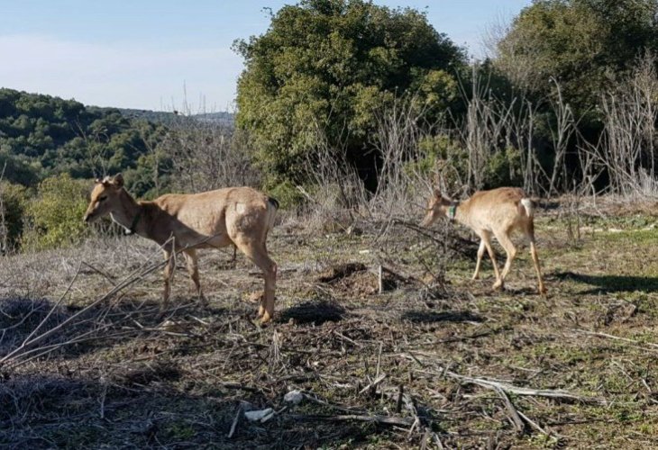 (צילום: טל לביא, רשות הטבע והגנים)