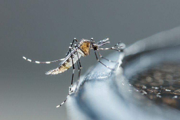יתוש הטיגריס האסייתי (תמונה: שאטרסטוק)