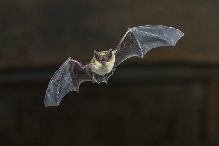 עטלף (צילום: שאטרסטוק)
