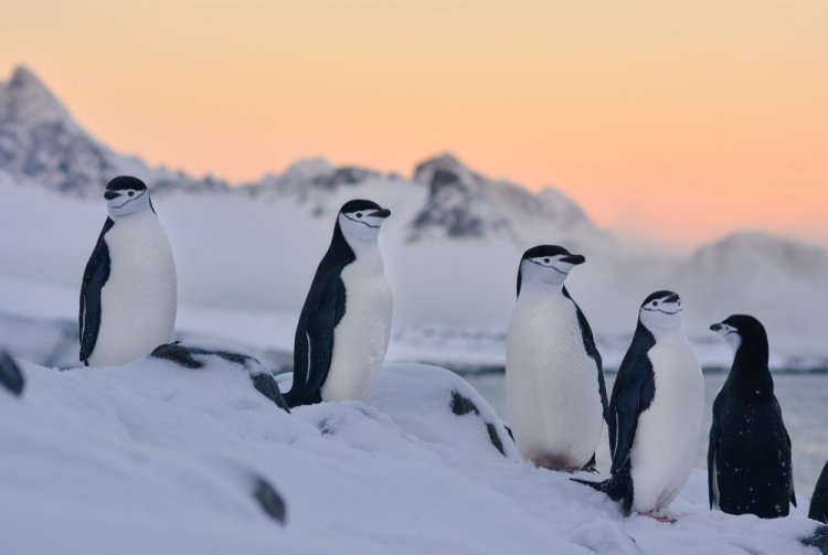 פינגווין רצועת הסנטר (צילום: shutterstock)