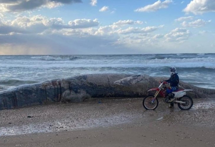 הלוייתן המת בחוף ניצנים שבדרום (צילום: דיווחים בזמן אמת)