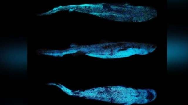 Rare documentation: Luminous sharks first observed in New Zealand’s Twilight Zone