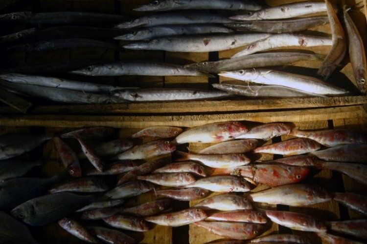 שוק דגים בעזה, ארכיון (צילום: עבד רחים ח'טיב, פלאש 90)