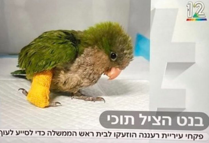 (צילום מסך, ערוץ קשת 12)