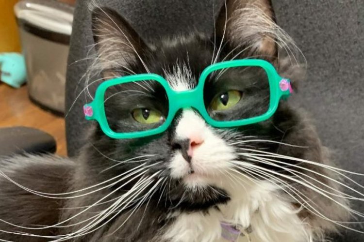 טראפלס החתולה עם אחד מזוגות המשקפיים שלה