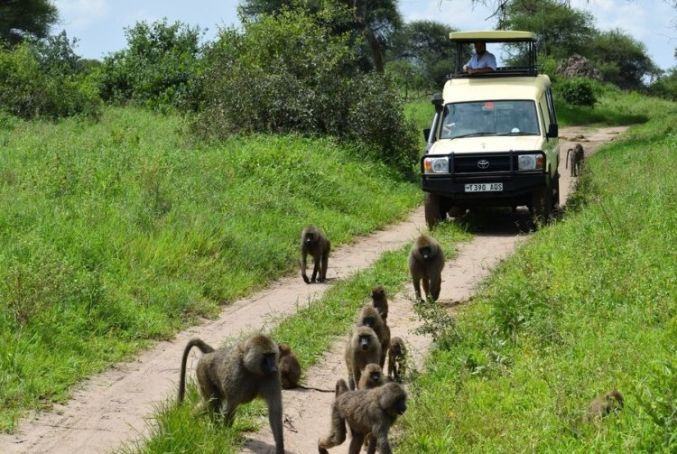 טיול ספארי בטנזניה (צילום: שאטרסטוק)