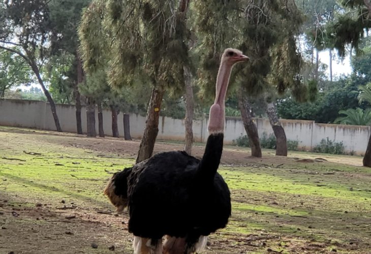 (קרדיט צילום: חן חימוביץ, דוברות הספארי)