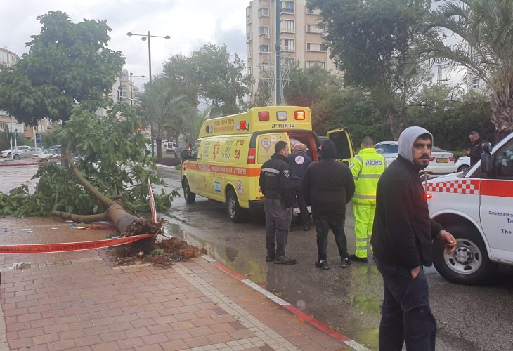 זירת קריסת העץ (קרדיט צילום: דוברות מד"א)