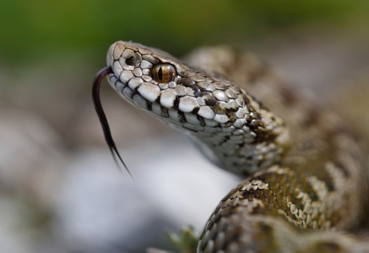 אילוסטרציה (צילום: shutterstock)