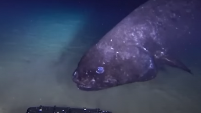 The web is abuzz: a fish with blue eyes and a scary jaw – discovered in Japan