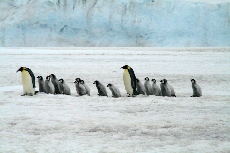 פינגווינים באנטארקטיקה. pixabay
