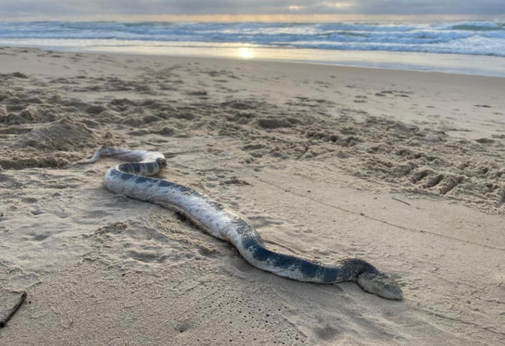 תמונה מתוך עמוד הפייסבוק Sunshine Coast Snake Catchers