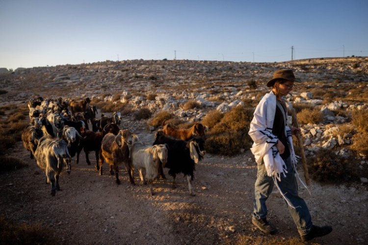 רועי צאן יהודים ביו"ש (צילום: Chaim Goldberg/Flash90)