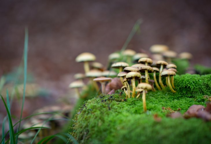 אילוסטרציה (צילום: shutterstock)