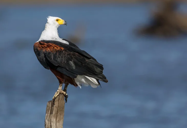 (צילום: shutterstock)