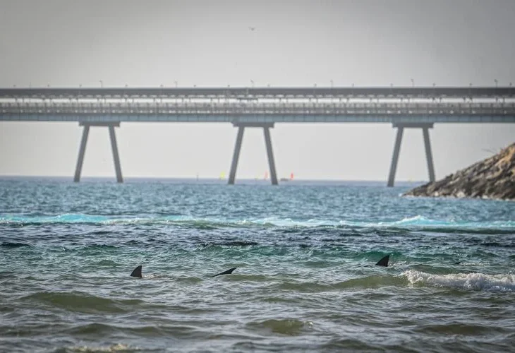 אזור החיפושים שבו נצפו מספר כרישים. קרדיט: אריה אברמס, פלאש 90