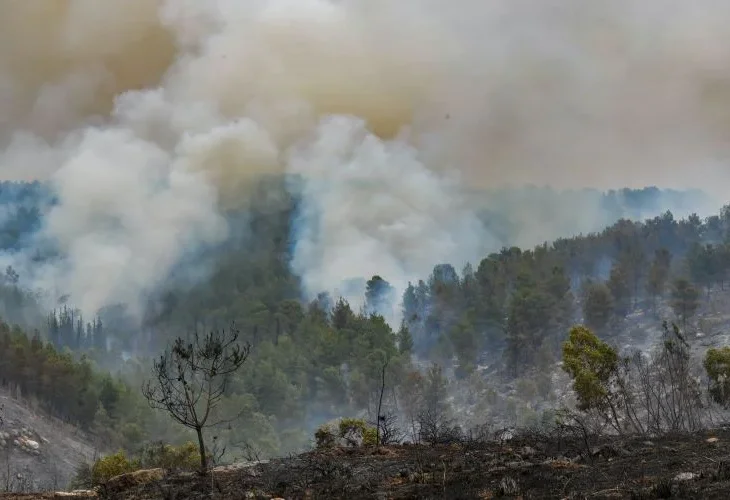 מוקד שריפה ליד תעוז (צילום: אבשלום ששוני, פלאש90)
