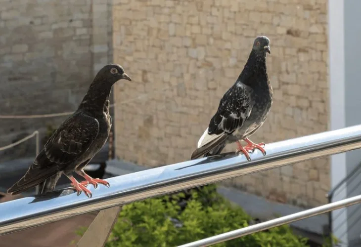 הרחקת יונים | צור מרקט
