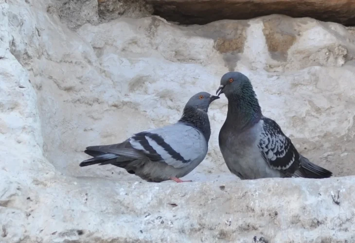 (צילום: שאטרסטוק)