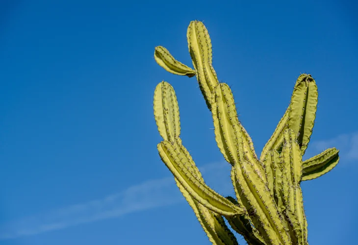 (קרדיט: shutterstock)