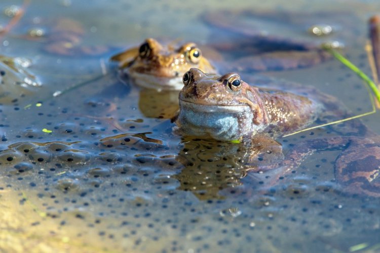 The modern frog is the ongoing disturbance to our soul that seeks peace