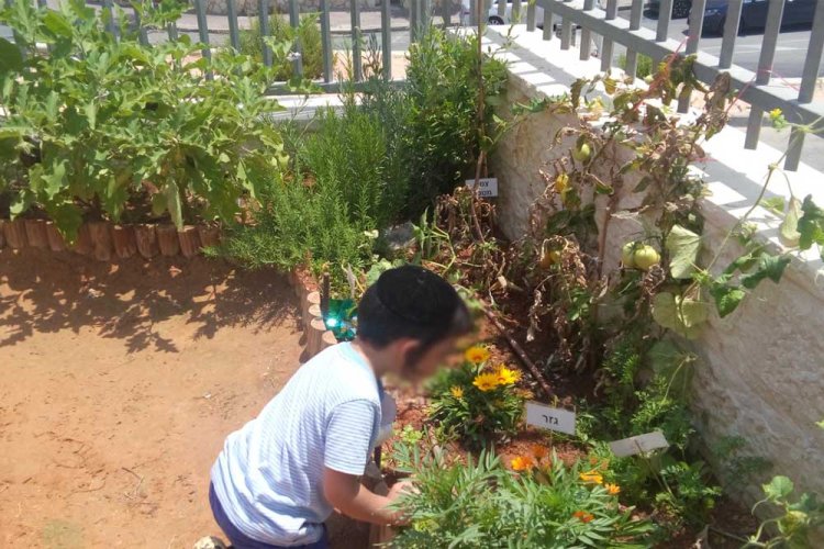 (קרדיט: עמותת לשומרה)