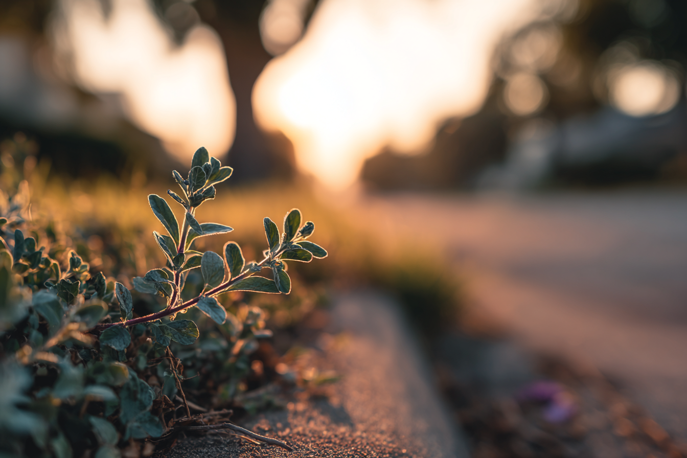 גם מכישלון אפשר לצמוח