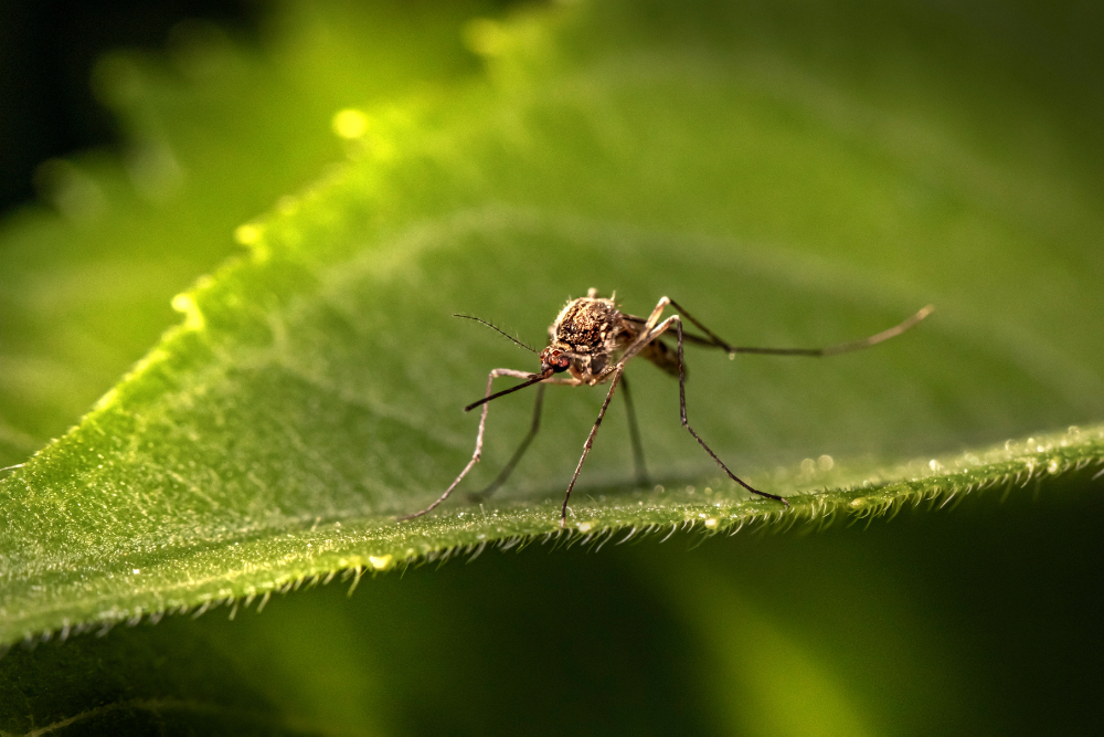בחודשי הקיץ החמים, קיימת סכנה של עקיצות חרקים