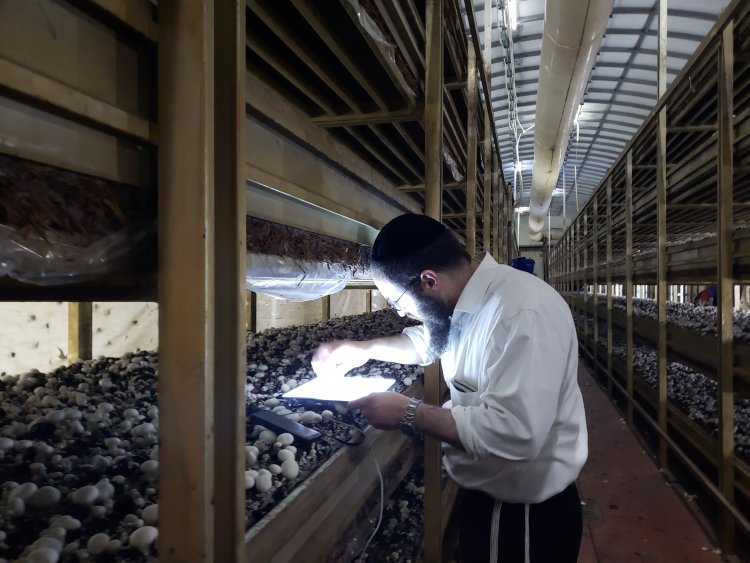 בדיקת פטריות בחוות גידול בסין