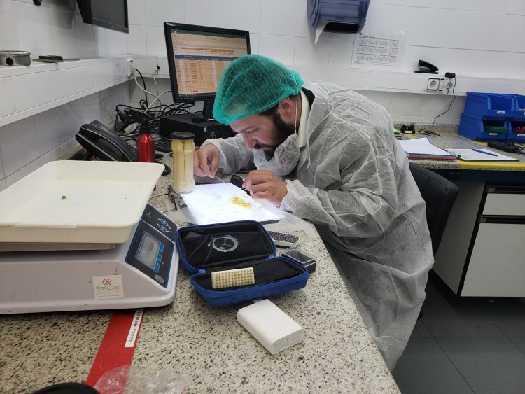 הרב אקרב בבדיקת אספרגוס לבן במעבדה בספרד